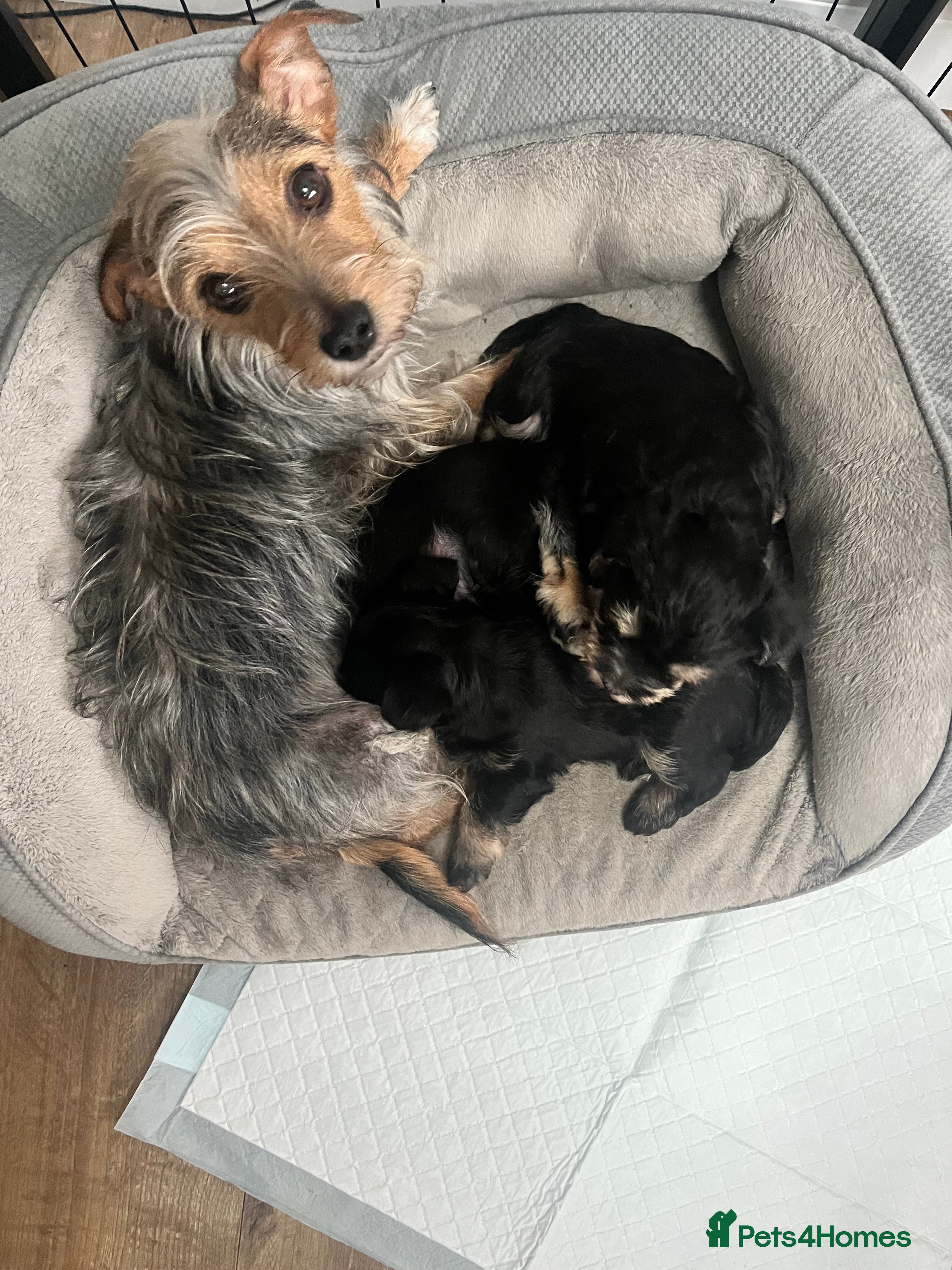 Mixed Breed dogs Schnorkie puppies - pedigree Schnauzer Dad - Advert 5