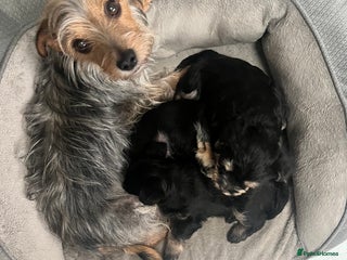 Mixed Breed dogs Schnorkie puppies - pedigree Schnauzer Dad - Advert 5