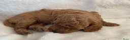 Maltipoo dogs for sale: Beautiful F1b Toy Maltipoo Puppies For Sale - Advert 4