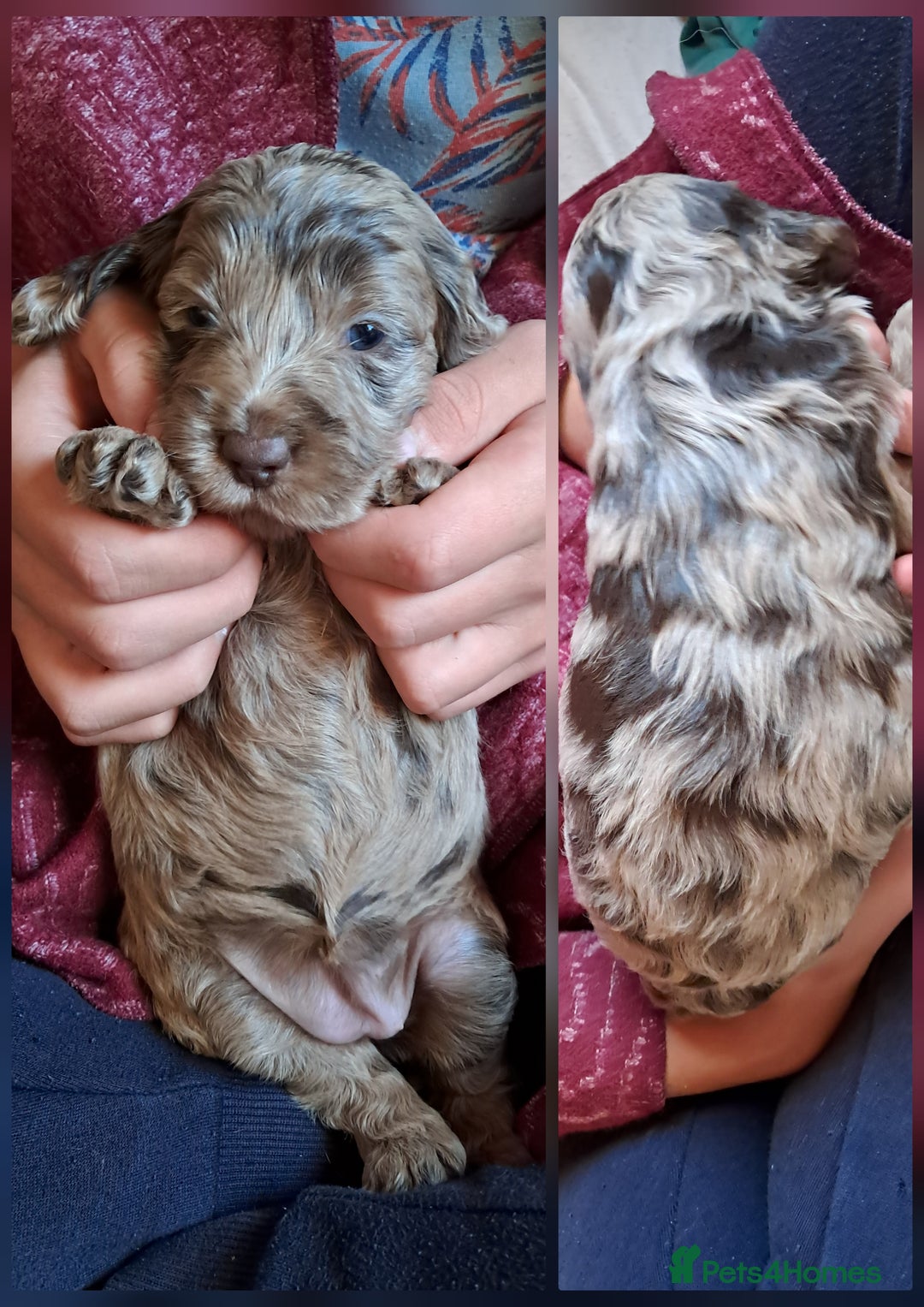 Cockapoo dogs for sale: Toy F1 Cockerpoo merle and chocolate puppies  - Advert 8