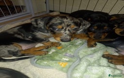 Dachshund dogs for sale: Dachshund cross pups 3/4 breed - Image 2