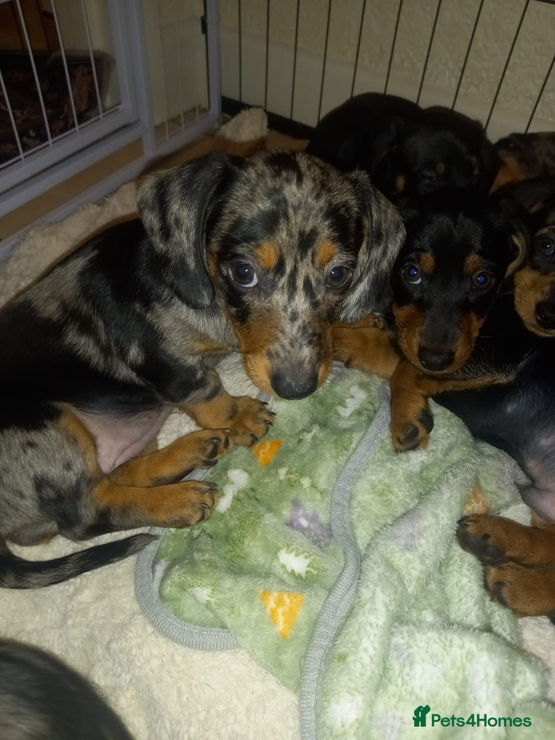 Dachshund dogs for sale: Dachshund cross pups 3/4 breed - Image 2