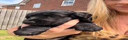 Cocker Spaniel dogs for sale: Beautiful litter of cocker spaniels puppy’s  - Advert 7