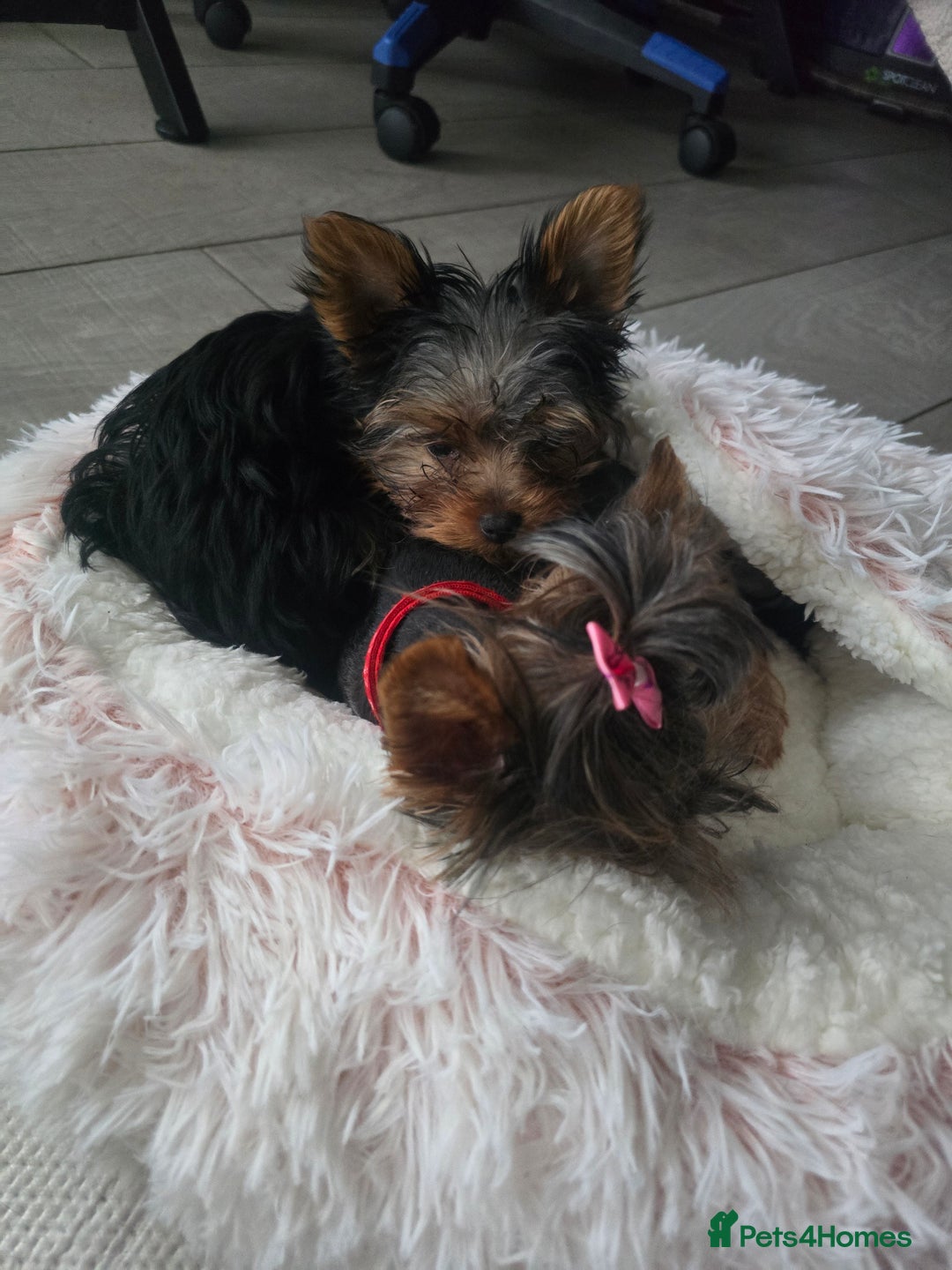 Yorkshire Terrier dogs for sale: Tiny gorgeous baby yorkies  - Image 25