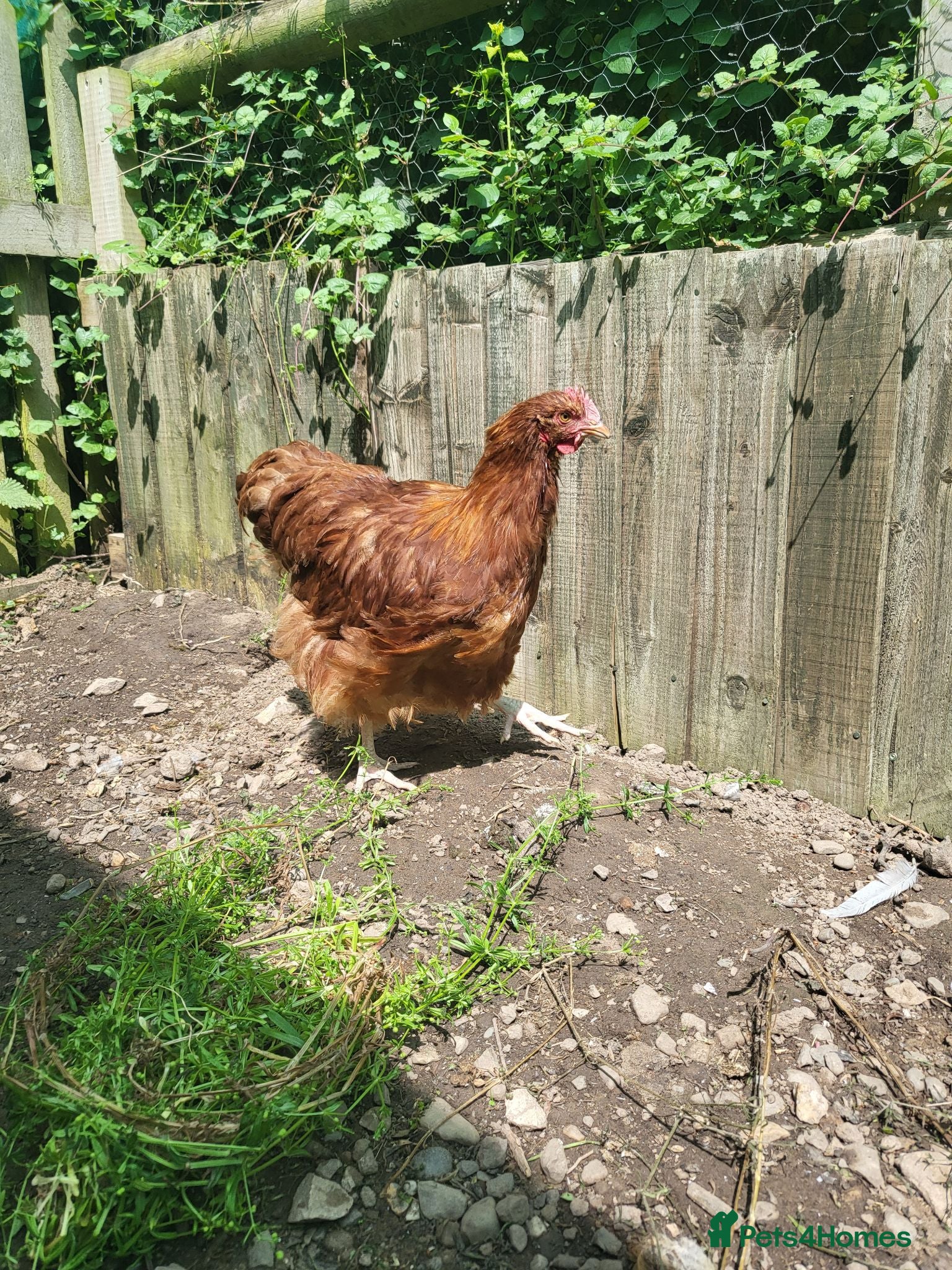 Chickens poultry Red Orpington Cockerel  - Advert 1
