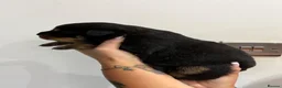 Rottweiler dogs for sale: Outstanding KC registered Rottweiler puppies  - Advert 10