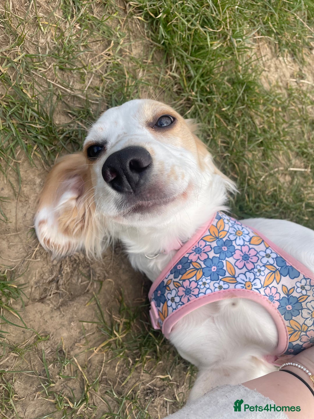 Cocker Spaniel dogs for sale: Nellie - Advert 3