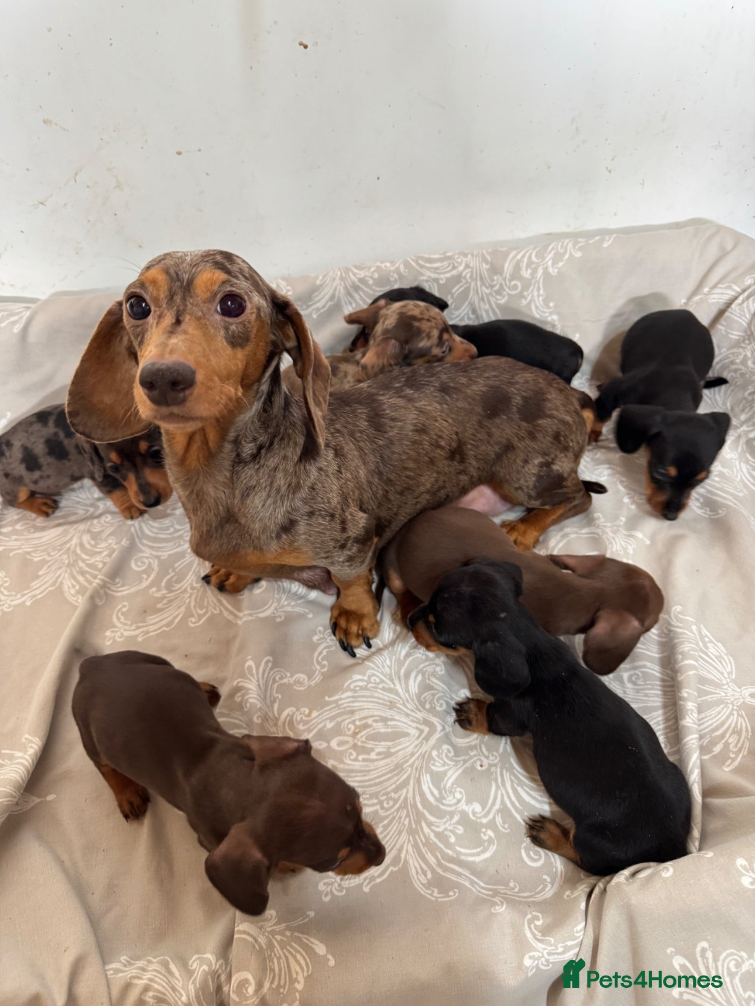 Miniature Dachshund dogs MINIATURE DACHSHUND PUPPIES  - Advert 2