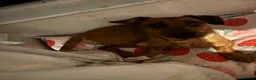 Mixed Breed dogs for sale: Puppy for sale  - Advert 2