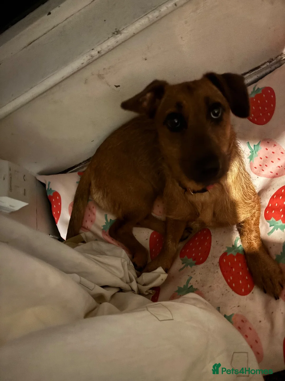 Mixed Breed dogs for sale: Puppy for sale  - Advert 2