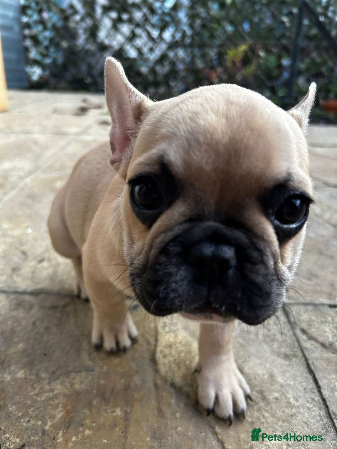 French Bulldog dogs for sale: Brownie  - Advert 5