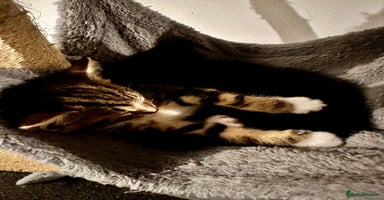 British Shorthair cats Kittens for Sale (two tabby and two tuxedo kitten) - Advert 1