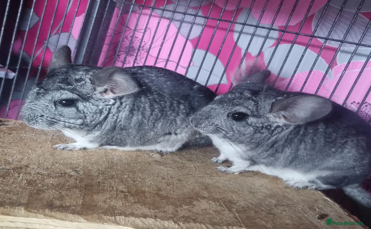 Chinchilla rodents - Advert 3