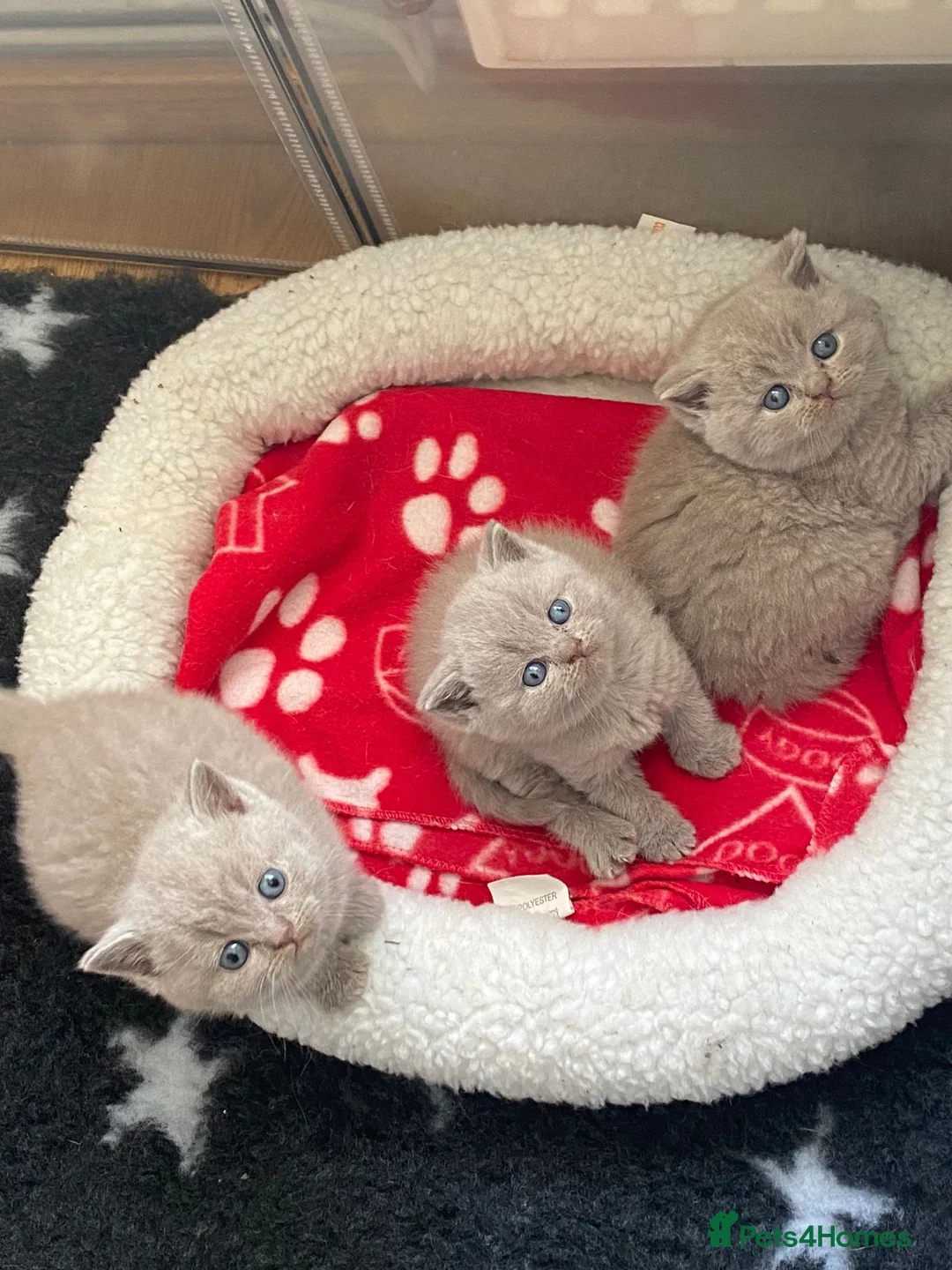 British Shorthair cats for stud: GCCF Grand Champion British shorthair stud in Wolverhampton - Advert 12