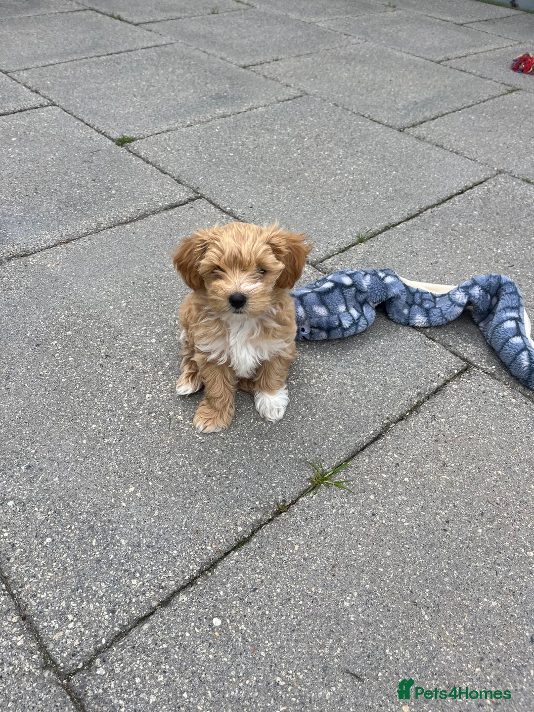 Maltipoo dogs for sale: A litter of 5 beautiful Maltipoo’s  - Image 6