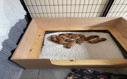 Labrador Retriever dogs for sale: Fox Red Labrador Puppies  - Image 3