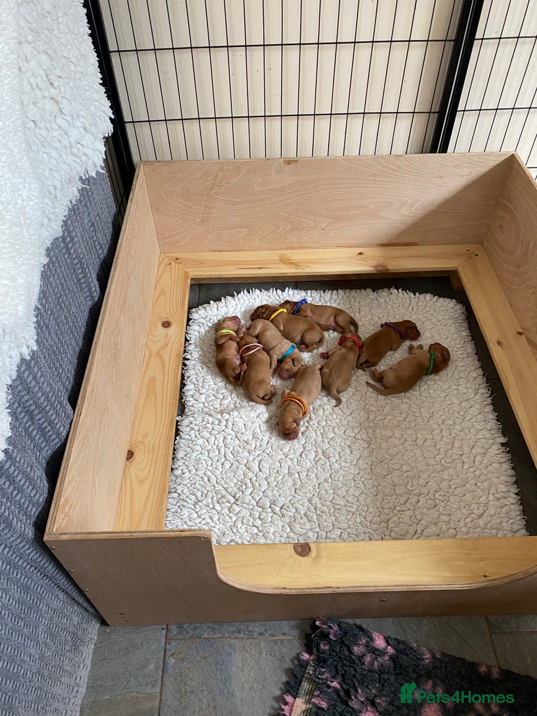 Labrador Retriever dogs for sale: Fox Red Labrador Puppies  - Image 3