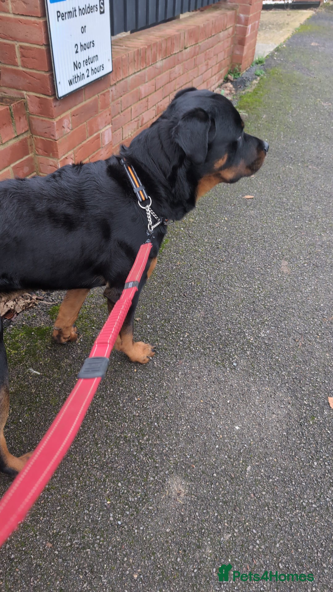 Rottweiler dogs for sale: Max 10 month old Rottweiler boy  - Advert 8