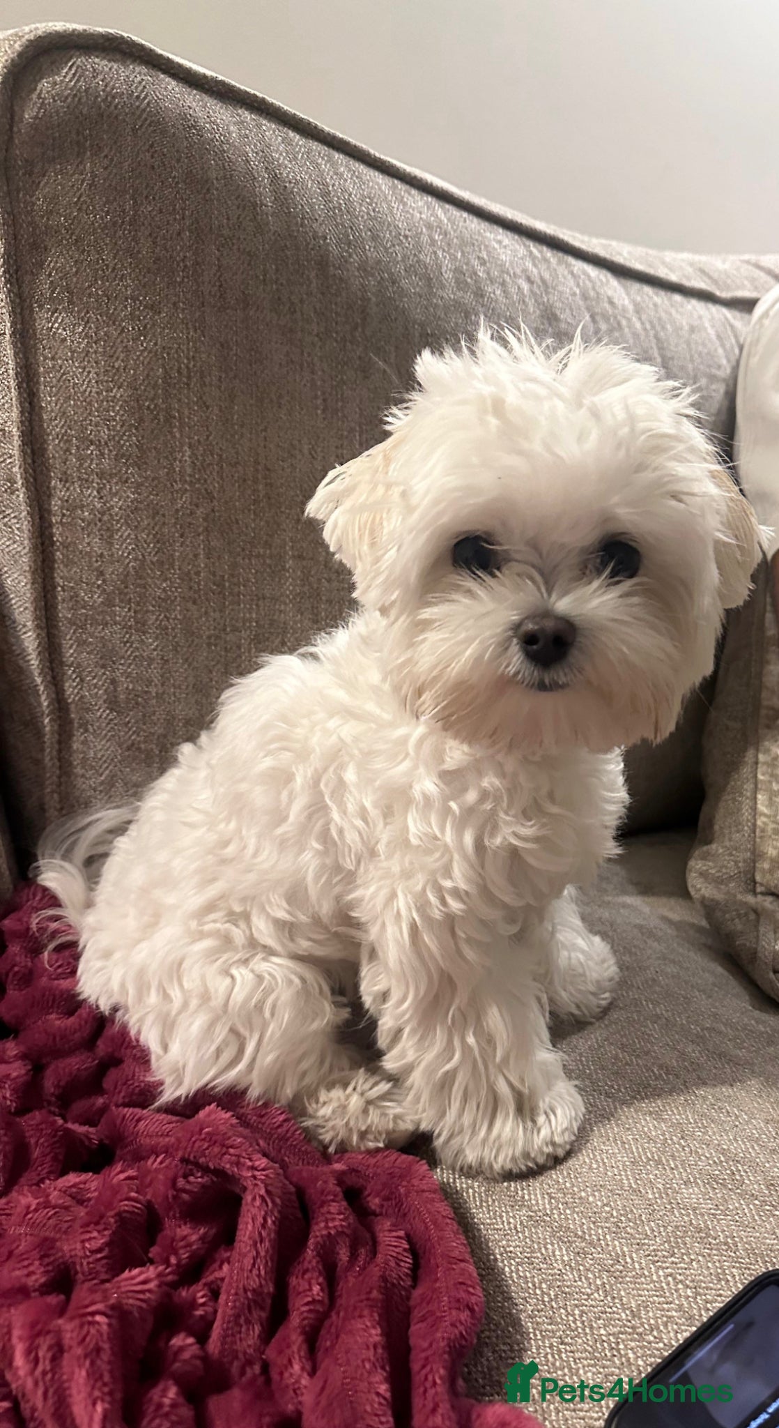 Maltese dogs Maltese kc champion lines health tested for Stud - Advert 1