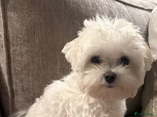 Maltese dogs Maltese kc champion lines health tested for Stud - Advert 1