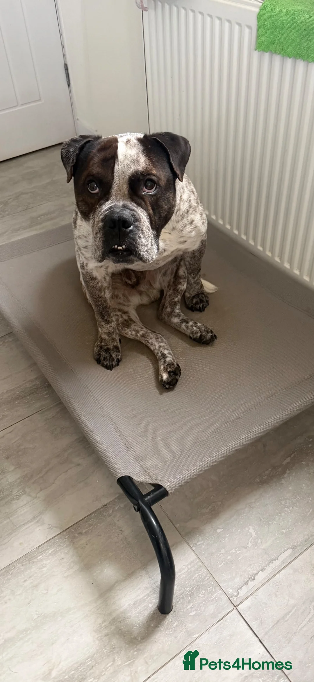 Old Tyme Bulldog dogs for sale: Aylestone Bulldog, Male in Nottingham - Advert 4