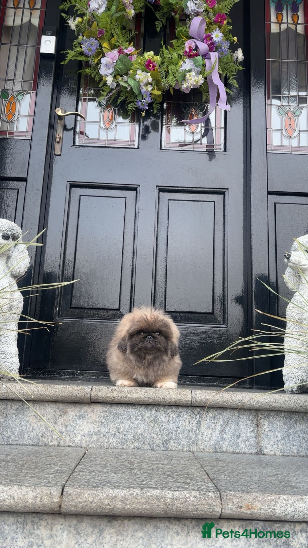 Pekingese dogs for sale: Stunning Pekingese puppies  - Advert 18