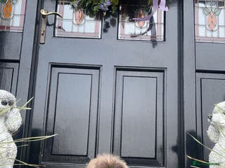 Pekingese dogs Stunning Pekingese puppies - Advert 1