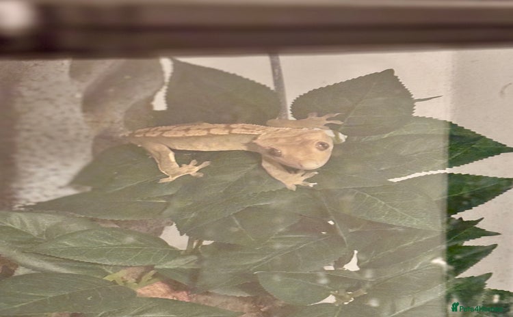 Gecko reptiles - Advert 3