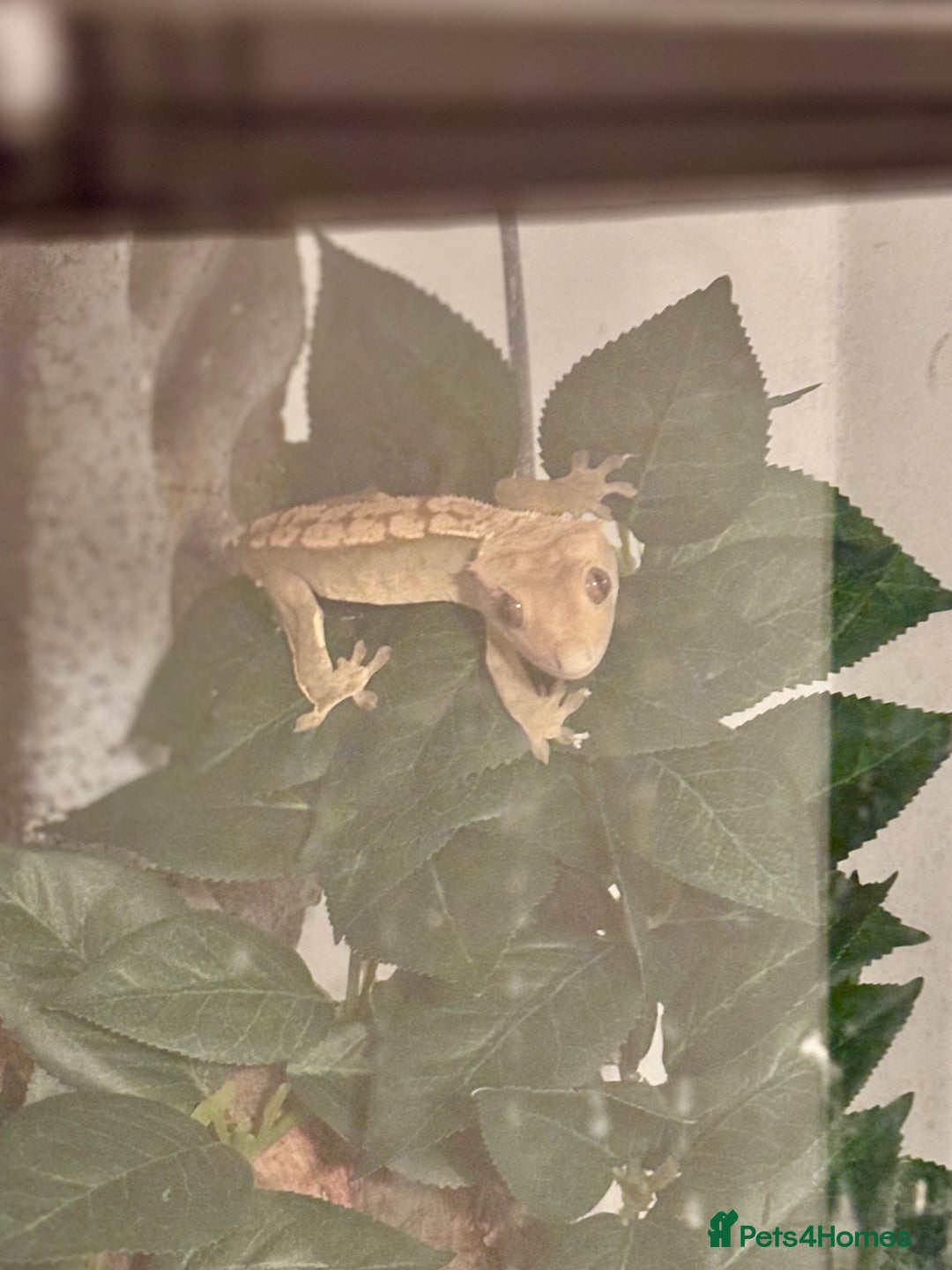 Gecko reptiles for sale: Male crested gecko - Image 1