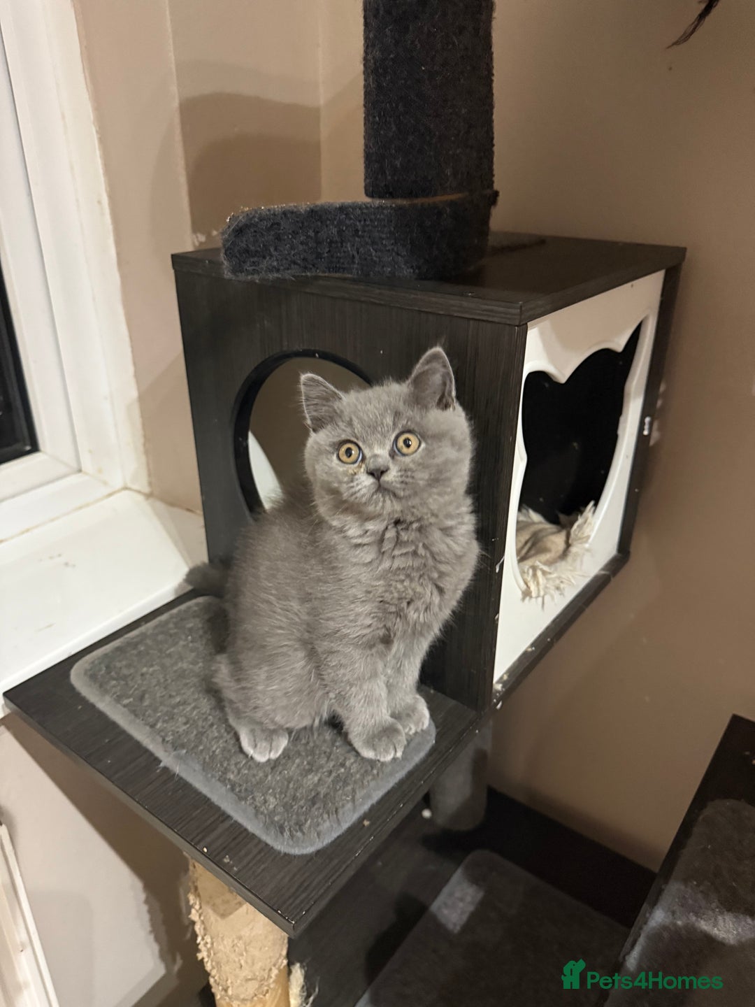 British Shorthair cats for sale: Rare Coloured British Shorthair kittens - Image 38