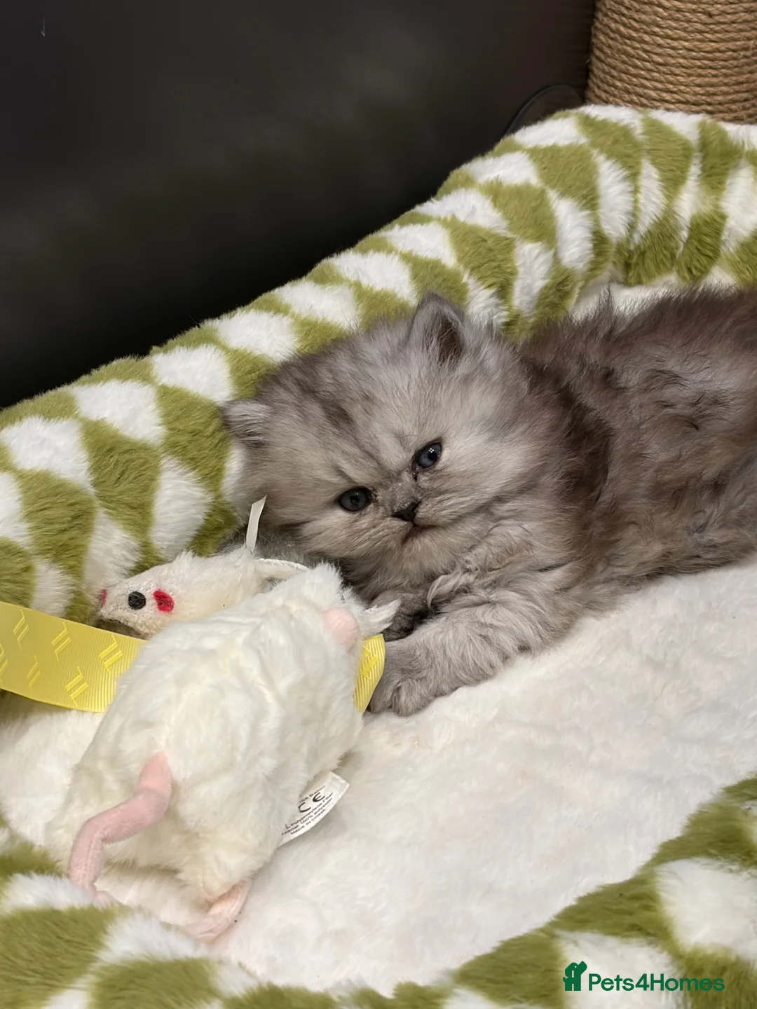Persian cats for sale: Teddy Persian kittens  in Manchester - Advert 1