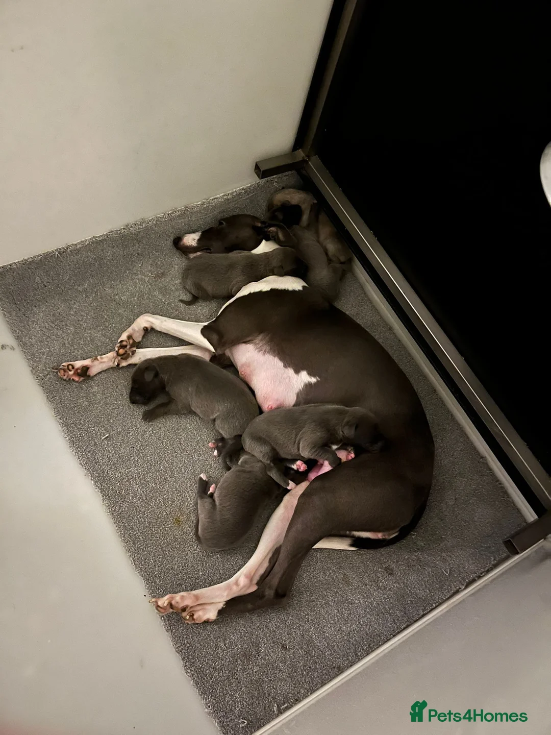 Whippet dogs for sale: Beautiful litter of Whippets - Advert 4