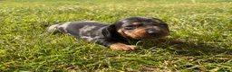 Miniature Dachshund dogs for sale: 5 stunning mini dachshunds for sale❤️🏡🥰 - Advert 17