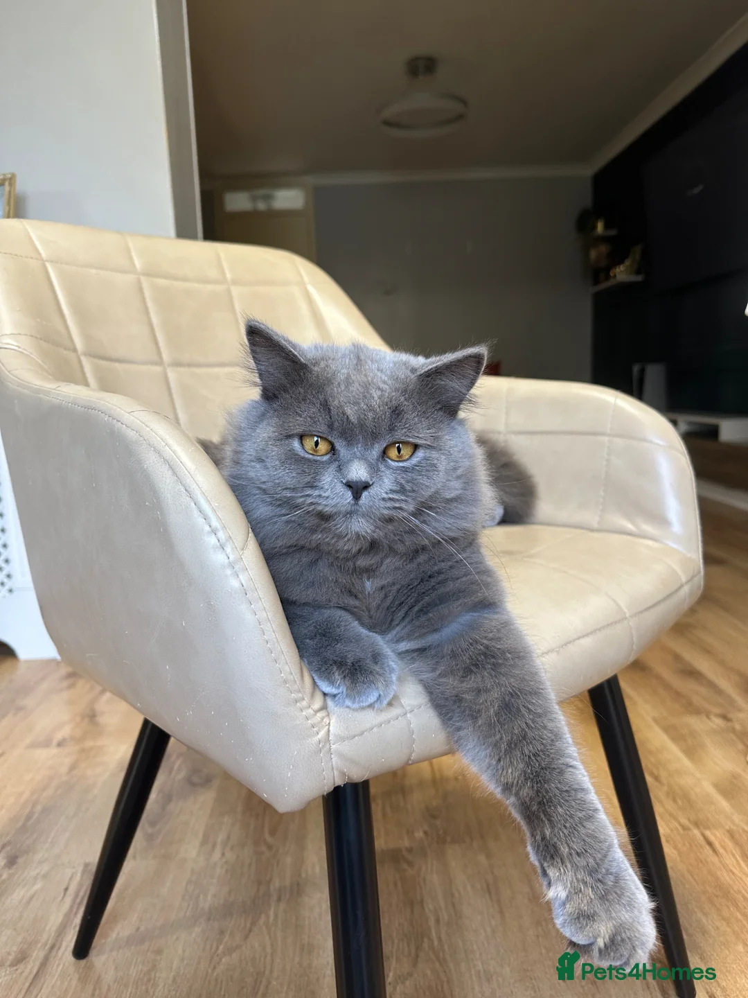 British Longhair cats for stud: British long hair boy to Stud  - Advert 2