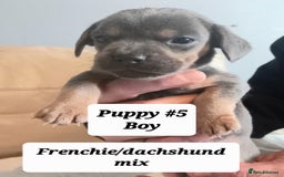 Mixed Breed dogs for sale: Frenchie/Dachshund puppies - Image 8