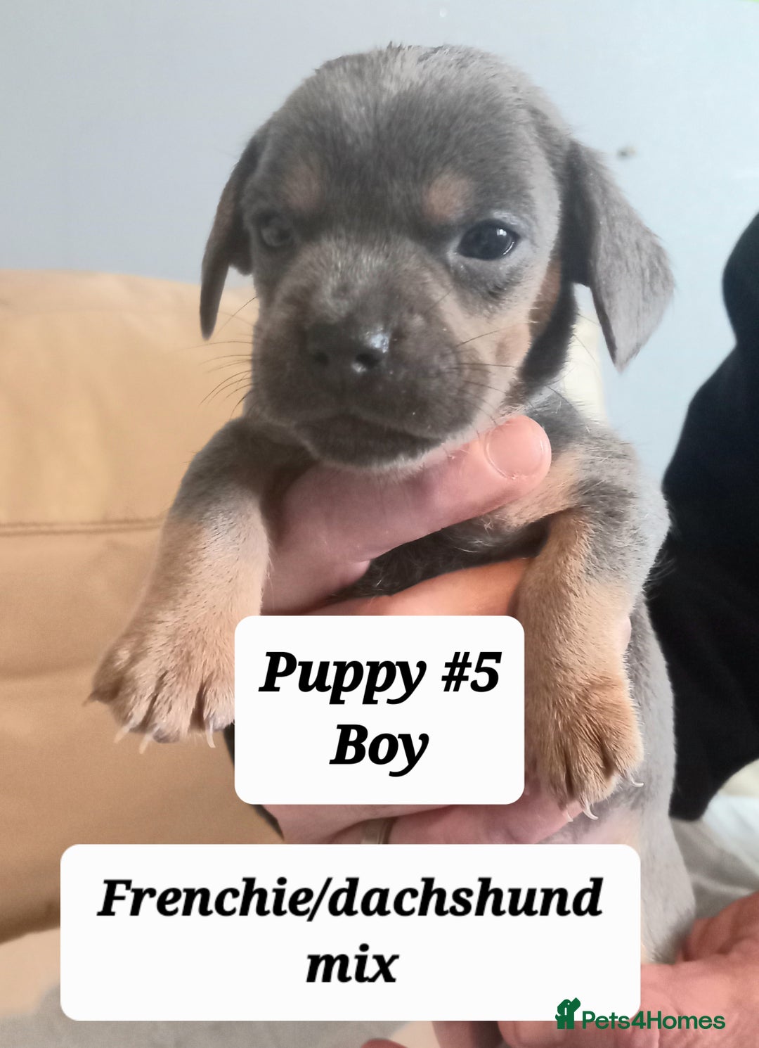 Mixed Breed dogs for sale: Frenchie/Dachshund puppies - Image 8