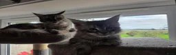 Maine Coon cats for sale: Maine coon Singleton kitten  - Advert 4