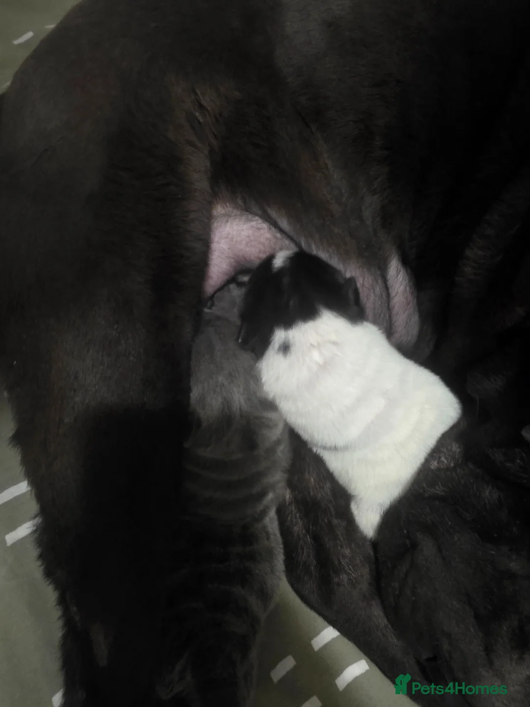 Shar Pei dogs for sale: Shar-pei Puppies - Advert 6