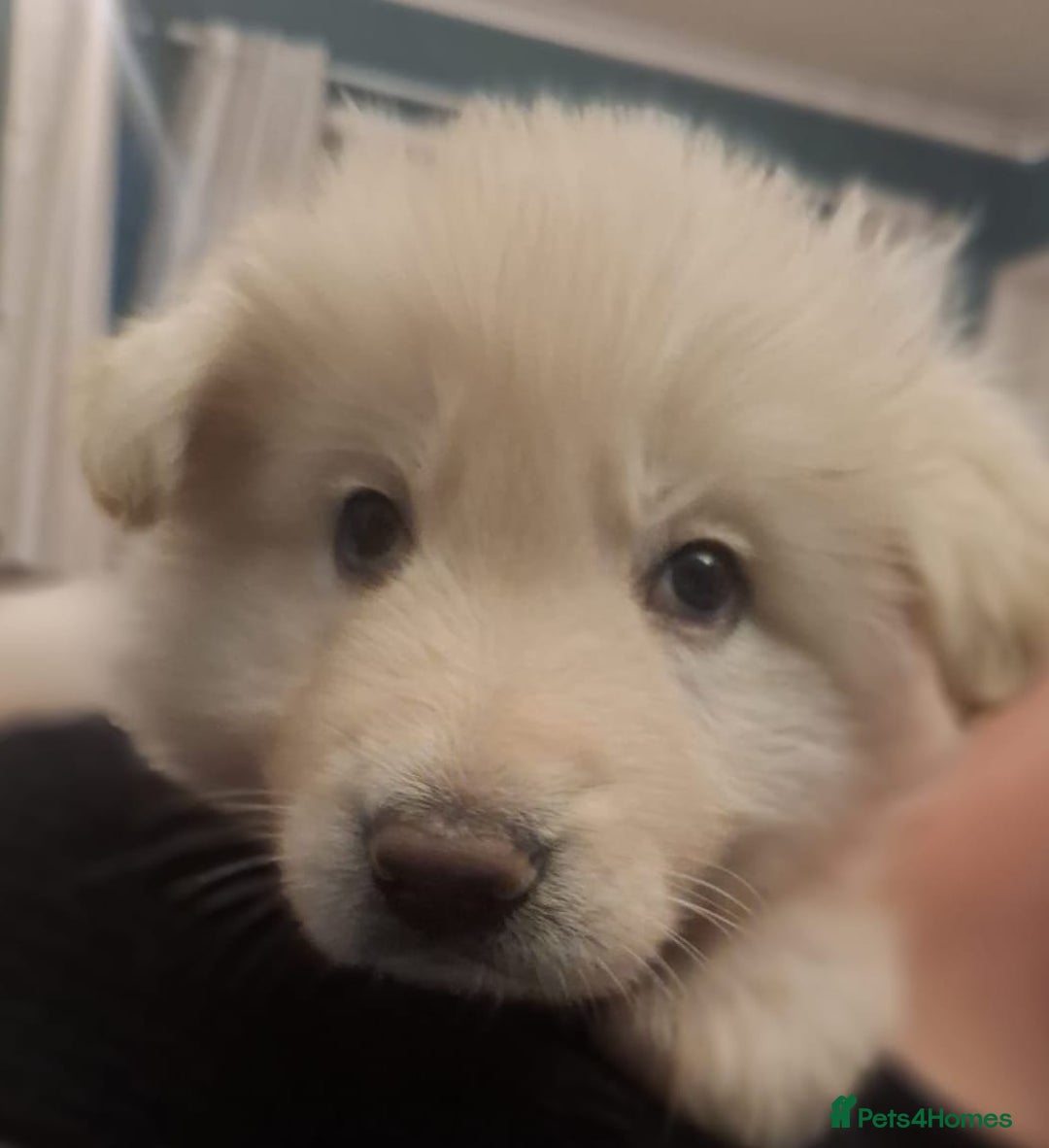 German Shepherd dogs for sale: White German Shepherd - Advert 15