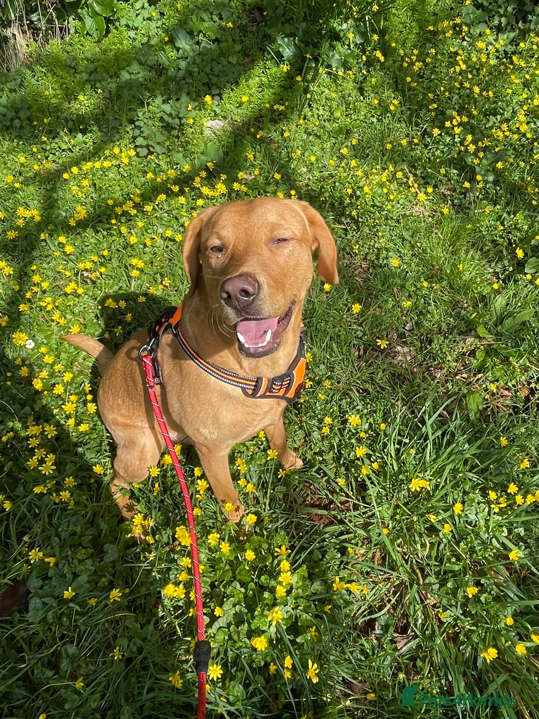 Labrador Retriever dogs for stud: Fox red lab for stud - proven - Advert 14