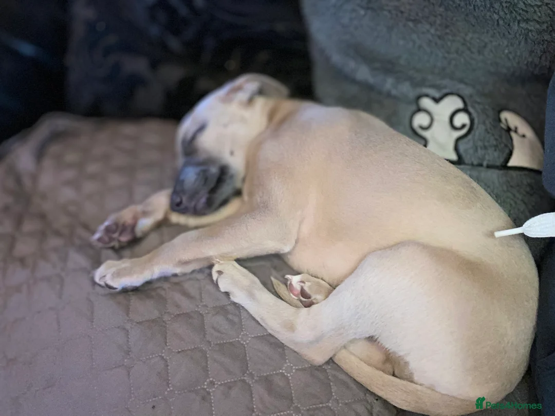 Whippet dogs for sale: SOLD -Male whippet puppy - Advert 10