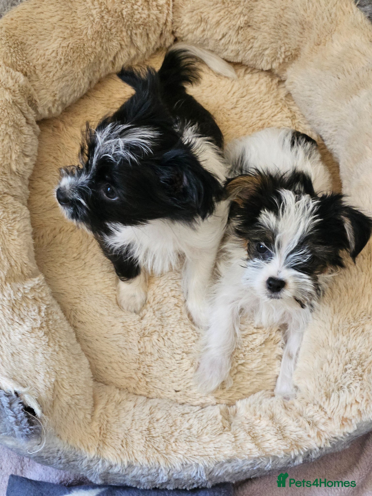 Yorkshire Terrier dogs 💙🩵Toy, miniature boy🩵💙 and a standard boy - Advert 11