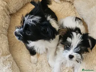Yorkshire Terrier dogs 💙🩵Toy, miniature boy🩵💙 and a standard boy - Advert 4