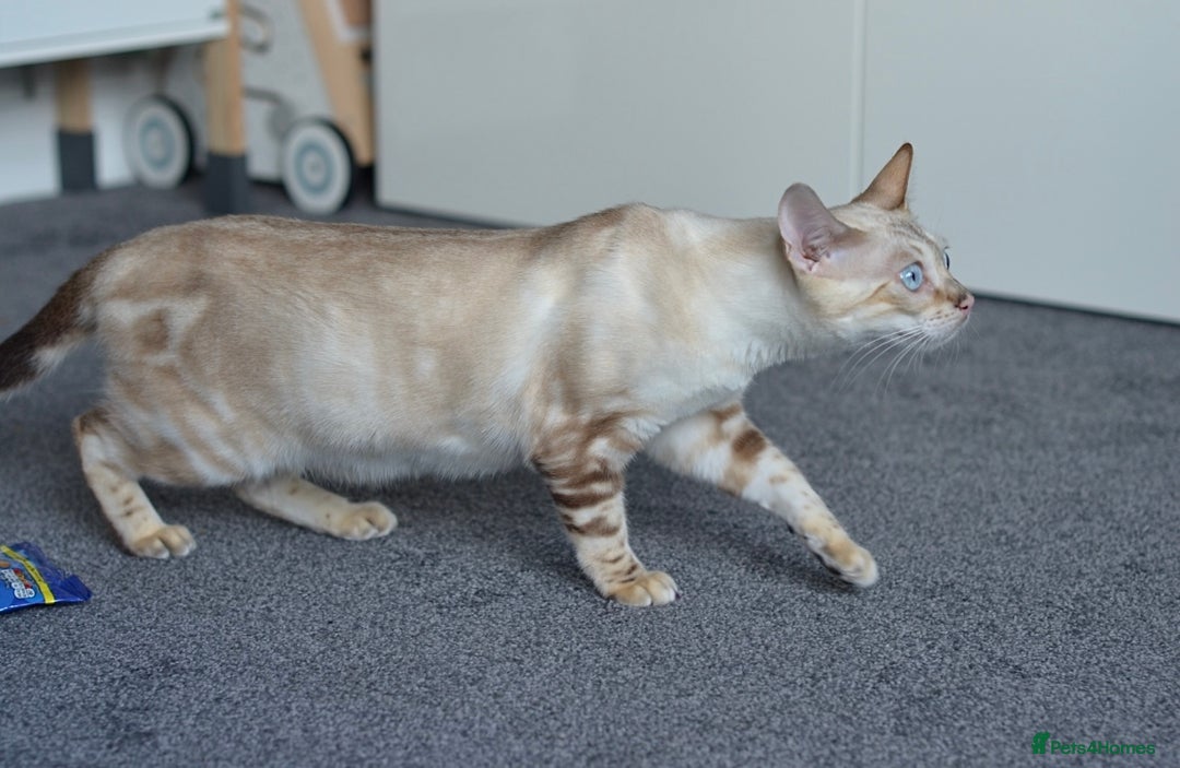 Bengal cats for sale: 🧬LIMITED BENGAL KITTENS DUE JAN🧬 - Advert 2