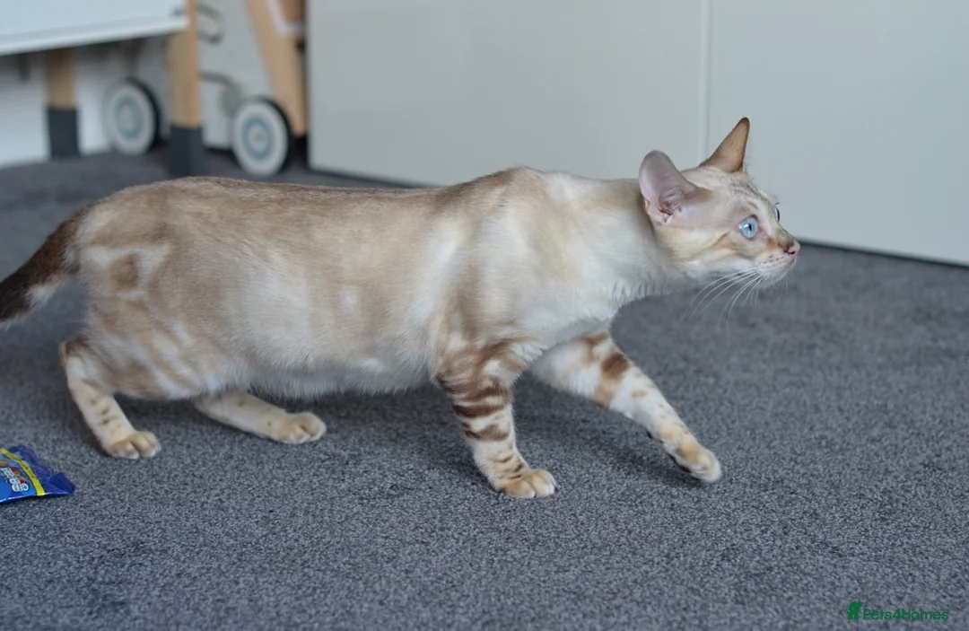 Bengal cats for sale: 🧬LIMITED BENGAL KITTENS🧬 2 females left - Advert 9