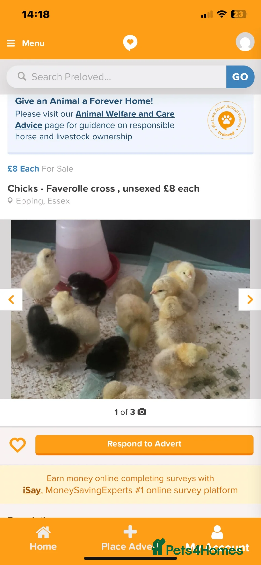 Chickens poultry for sale: New chicks cross breed Unsexed £6 each - Advert 1