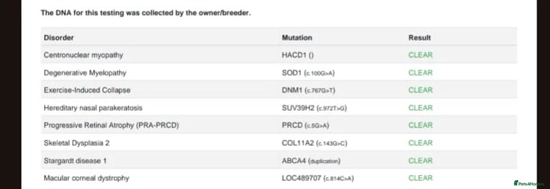 Labrador Retriever dogs for stud: Chocolate Carrying silver Labrador, Health Tested in Middlesbrough - Advert 4