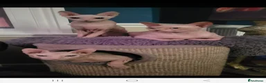 Sphynx 1