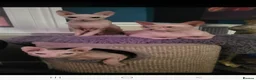 Sphynx cats for sale: Male 2 year old intact Donskoy Sphynx  - Advert 2