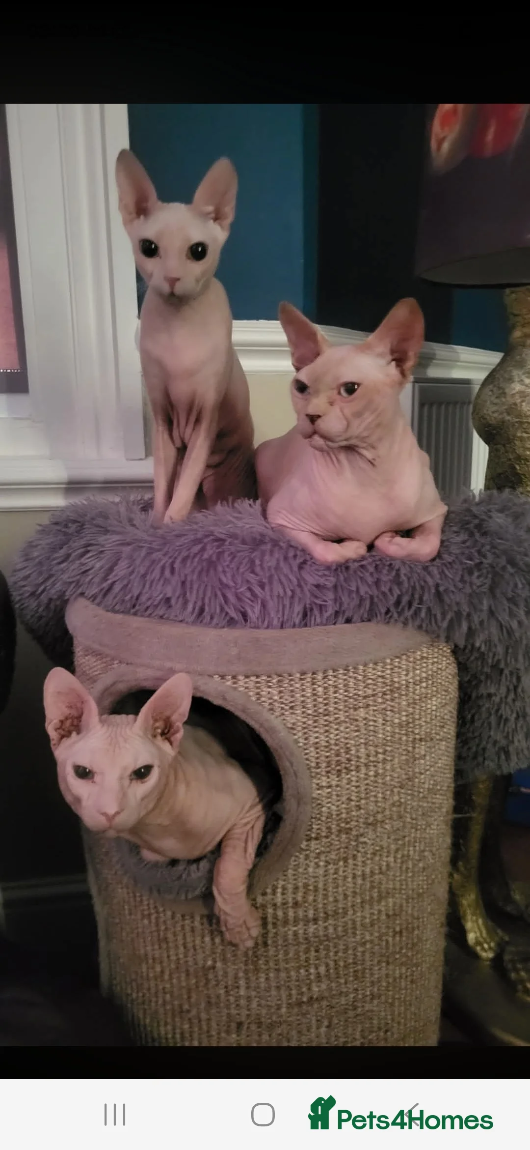 Sphynx cats for sale: Male 2 year old intact Donskoy Sphynx  - Advert 2